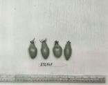 Click for 1 image(s) for this accession. FRUIT